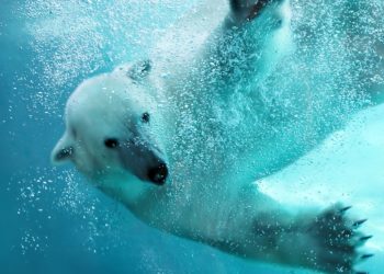 Theo thống kê - 70% ICOs bị "Chìm" trong năm 2018