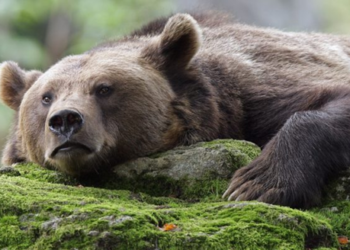 Phân tích Bitcoin ngày 25/9 - Cặp BTC/USD đảo ngược giá theo mô hình Bear Flag